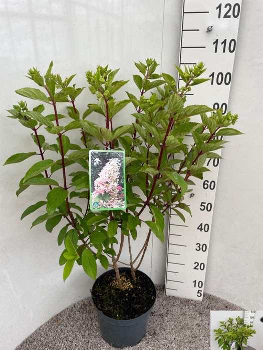 <h4>HYDR PANICULATA</h4>