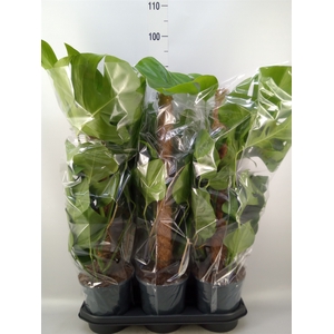 Monstera pertusum
