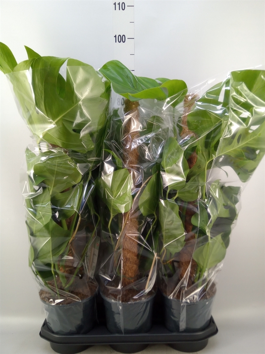 <h4>Monstera pertusum</h4>