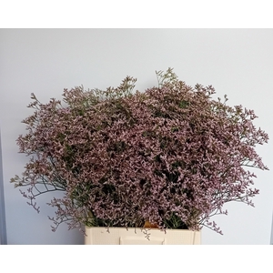 LIM TALL PINK EMILLE