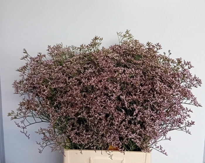 <h4>LIM TALL PINK EMILLE</h4>