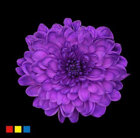 <h4>Chr T Altaj Milka</h4>