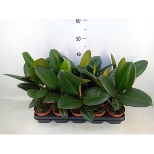 Ficus elastica 'Robusta'