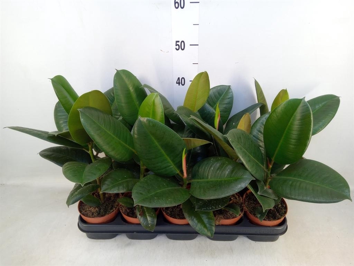 <h4>Ficus elastica 'Robusta'</h4>