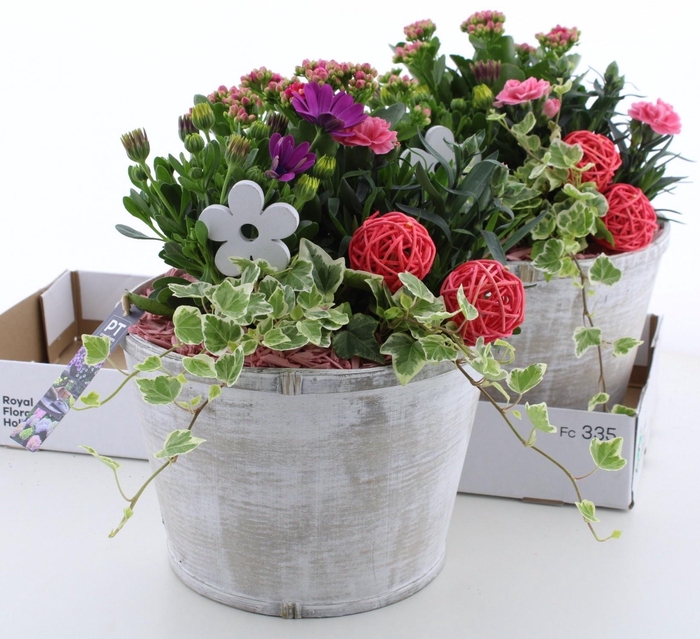 <h4>ARR TUINPLANTEN</h4>