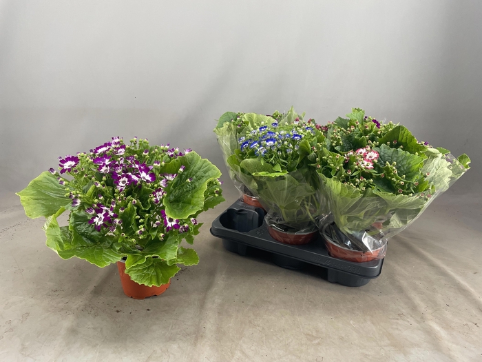 <h4>PERI C VENEZ GEM</h4>