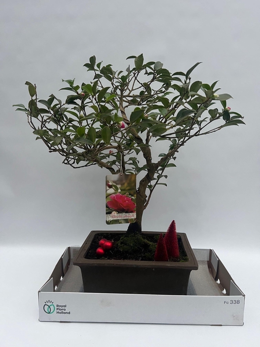 <h4>Bonsai Ov</h4>