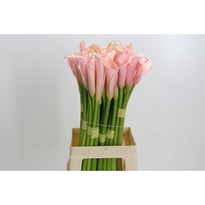 Zantedeschia Eydolls Salmon