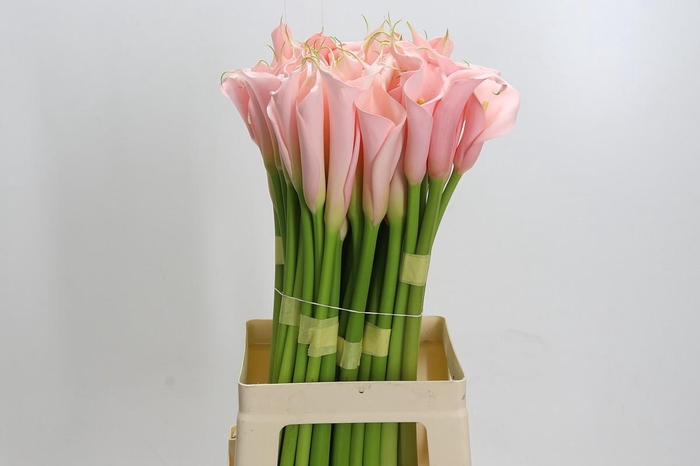 <h4>Zantedeschia Eydolls Salmon</h4>