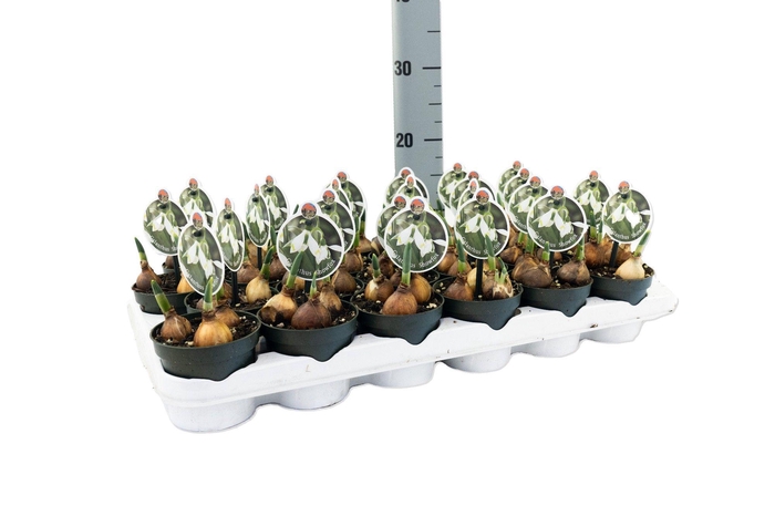 <h4>Galanthus Snow Fox</h4>