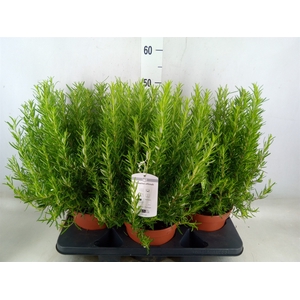 Rosmarinus officinalis   ...