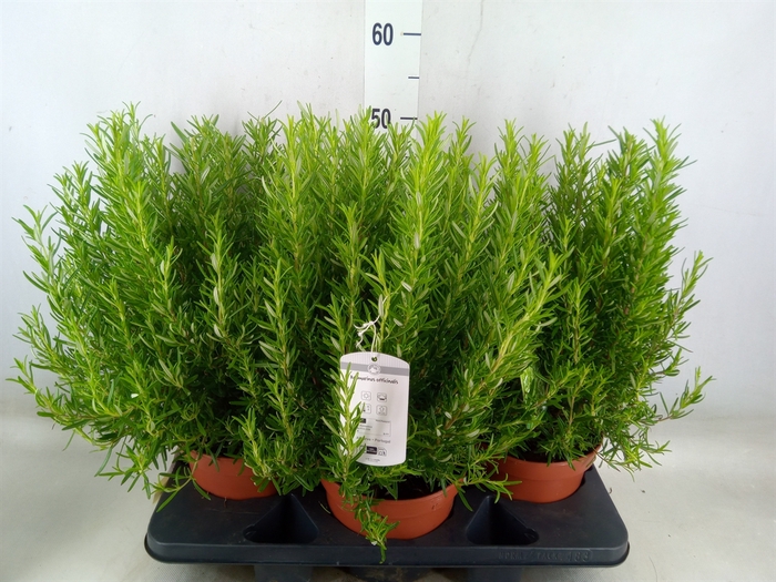 <h4>Rosmarinus officinalis   ...</h4>