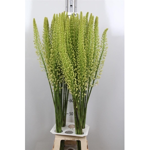 Eremurus Alaska