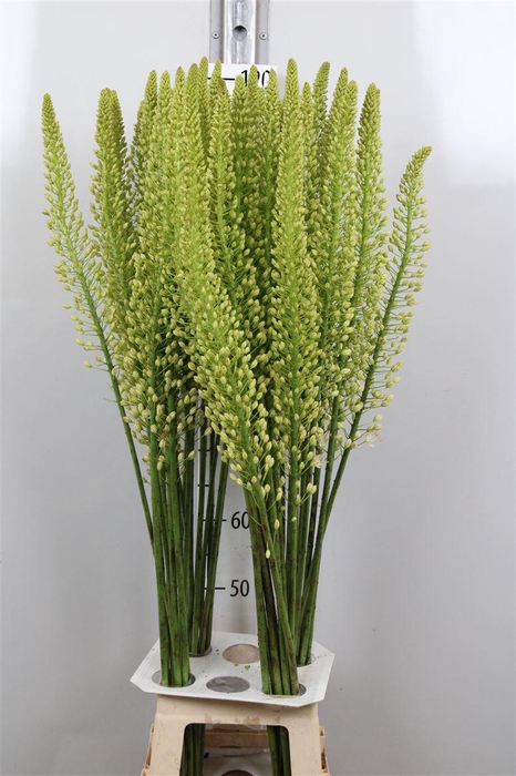 <h4>Eremurus Alaska</h4>