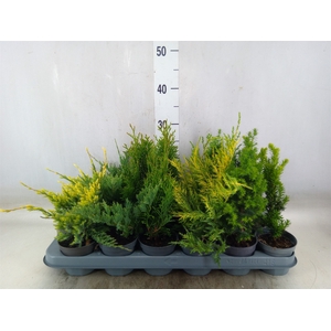 Conifers   ...mix