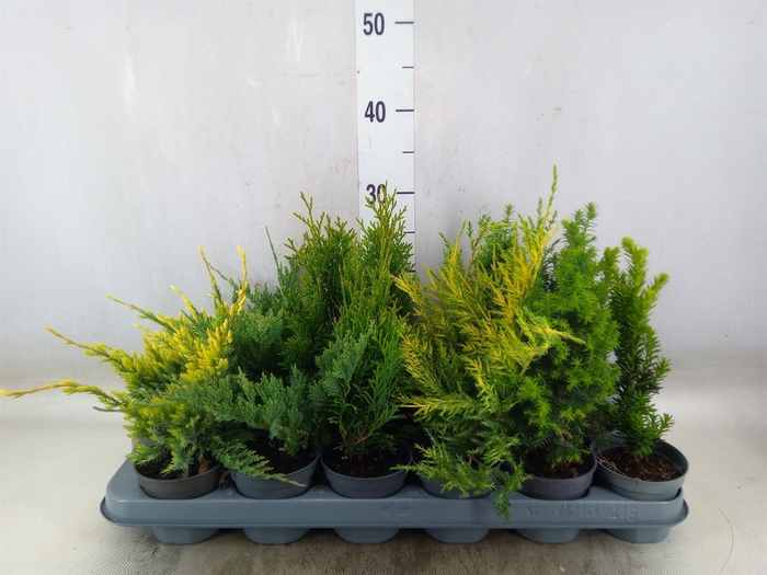 <h4>Conifers   ...mix</h4>