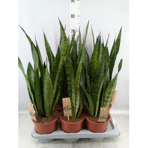 Sansevieria zeylanica