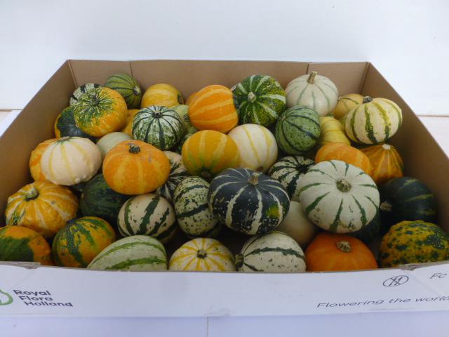 <h4>CUCURBITA (KALEBAS)</h4>