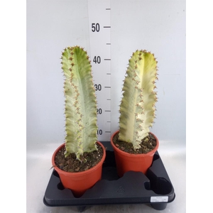 Euphorbia ingens 'Variegata'
