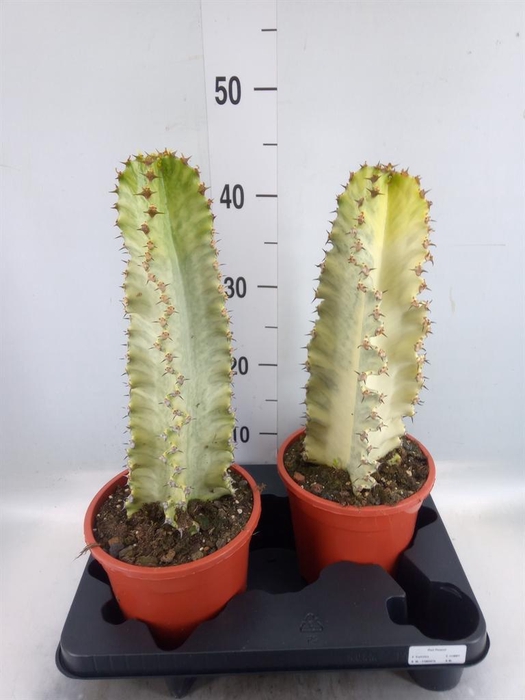 <h4>Euphorbia ingens 'Variegata'</h4>