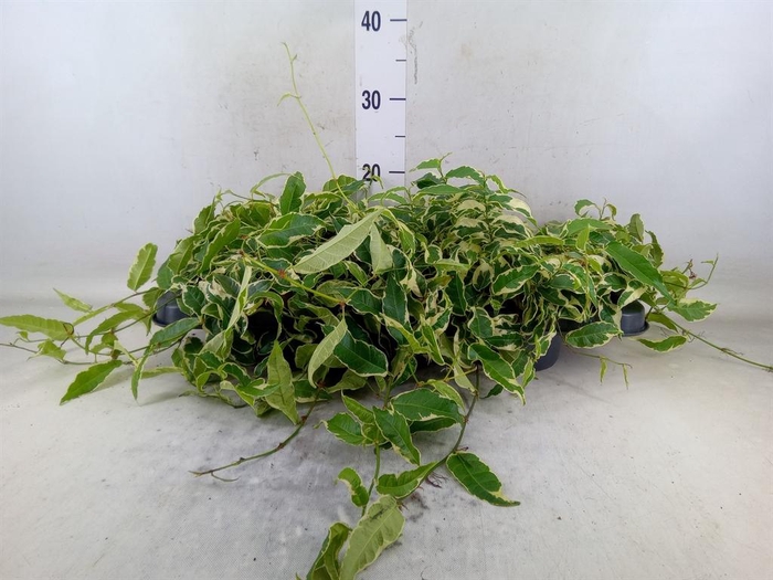 <h4>Ficus sagittata</h4>