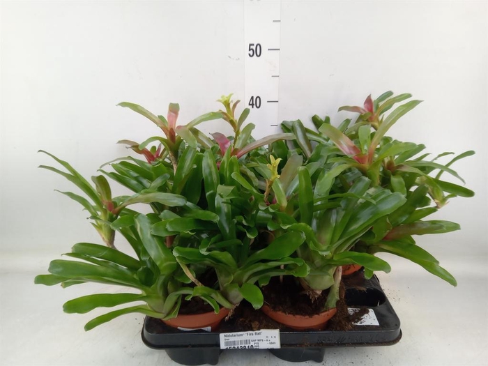 <h4>Nidularium  'Fire Ball'</h4>