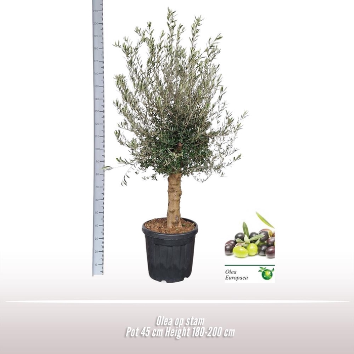 <h4>Olea europaea</h4>