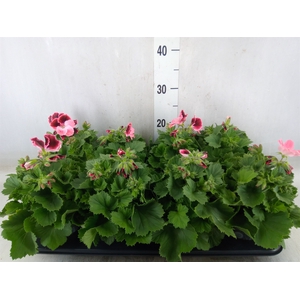 Pelargonium gran.   ...