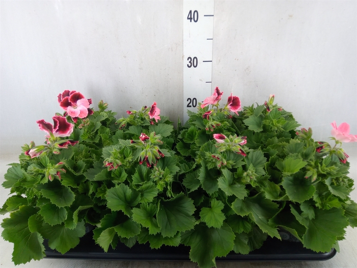 <h4>Pelargonium gran.   ...</h4>