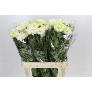 Chrysanthemum Gp Rossano Pink