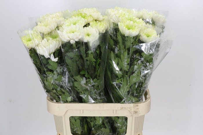 <h4>Chrysanthemum Gp Rossano Pink</h4>