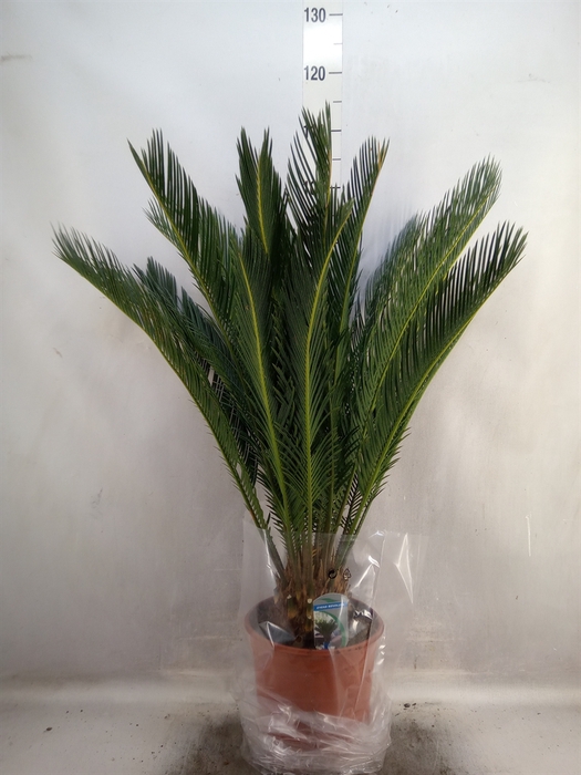 <h4>Cycas revoluta</h4>