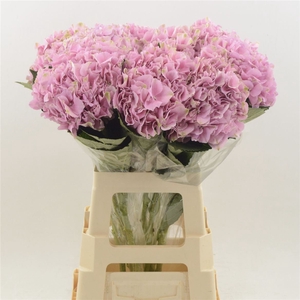 Hydrangea Juliette | Roze