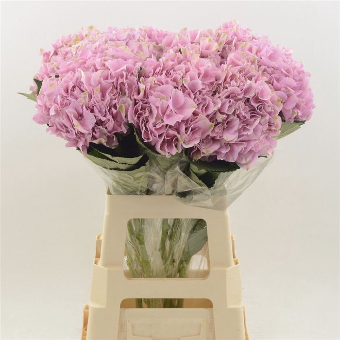 <h4>Hydrangea Juliette | Roze</h4>