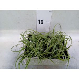 Tillandsia