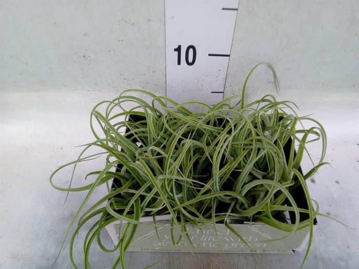 <h4>Tillandsia</h4>