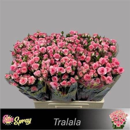 <h4>R Tr Tralala</h4>