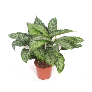 Aglaonema Chantal