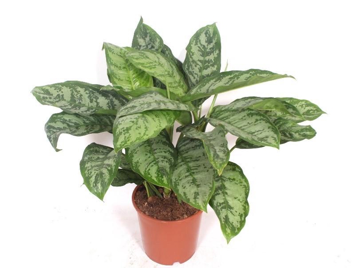 <h4>Aglaonema Chantal</h4>