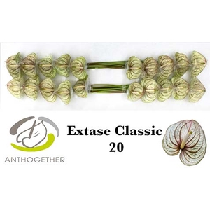 ANTH A EXTASE CL 20