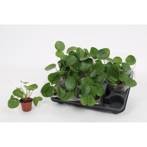 PILEA PEPEROMIOIDES