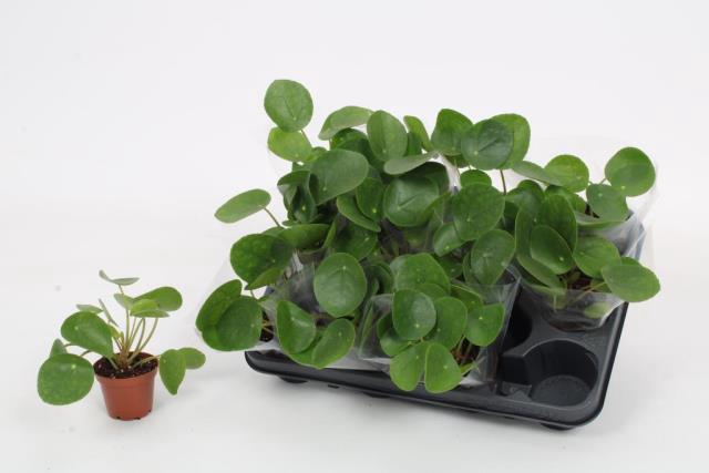 <h4>PILEA PEPEROMIOIDES</h4>
