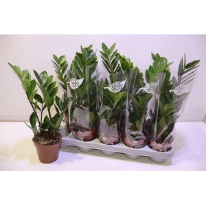 arr8 Zamio Zamiifolia