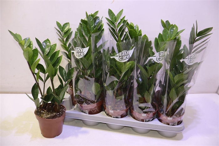 <h4>arr8 Zamio Zamiifolia</h4>