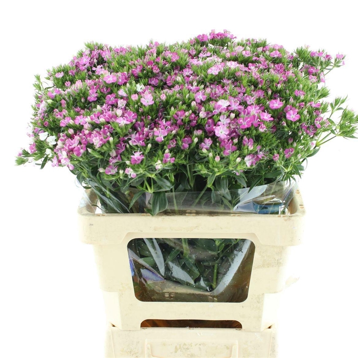 <h4>DI BARB AM ROSE</h4>