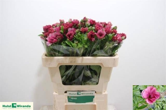 <h4>RAN CORTUSIFOLIUS MAGICAL RASPBERRY</h4>