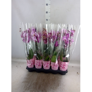 Phalaenopsis  'Jillion'