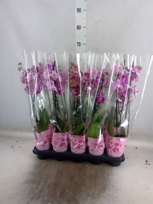 <h4>Phalaenopsis  'Jillion'</h4>