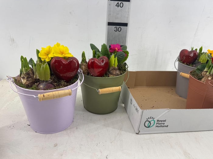 <h4>ARR PL IN SCHAAL</h4>