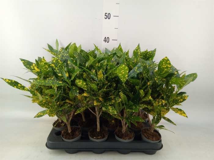 <h4>Codiaeum var. KL 'Gold Sun'</h4>
